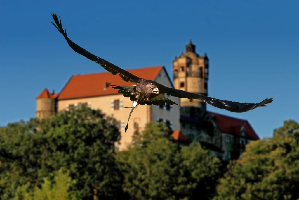 Steinadler vor der Burg Ronneburg