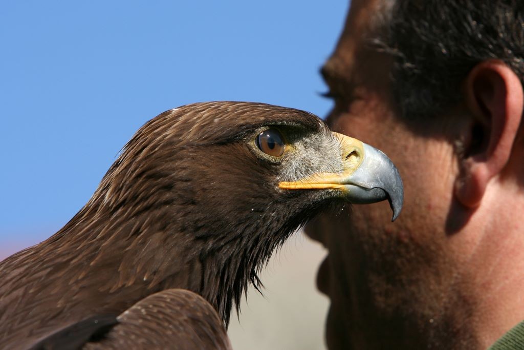 Junger Steinadler in der Kinderstube
