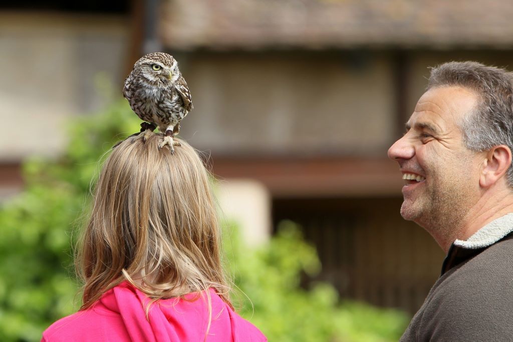 Steinkauz Speedy landet auf Besucher