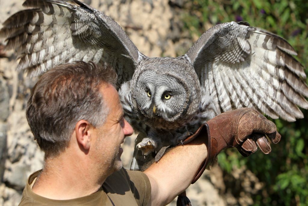 Bartkauz in der Falknerei Ronneburg