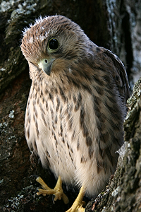 Junger Turmfalke in der Auffangstation