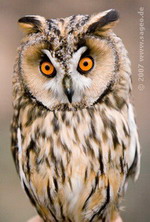 Waldohreule in der Auffang- und Pflegestation