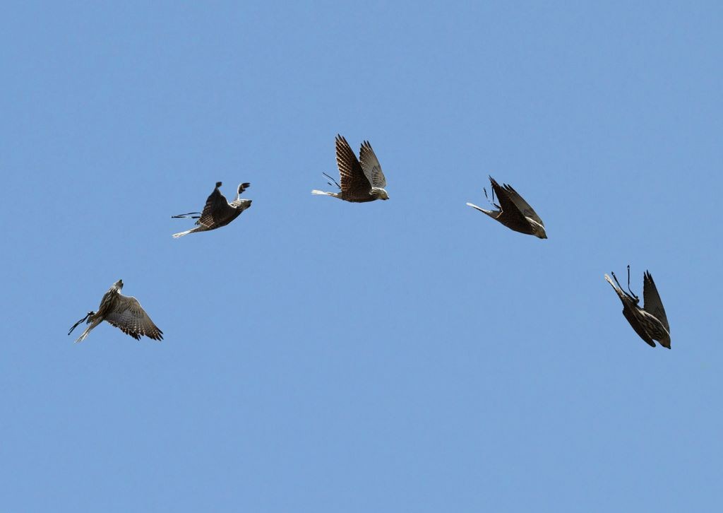 Gerfalke im Flug — Flugstudie