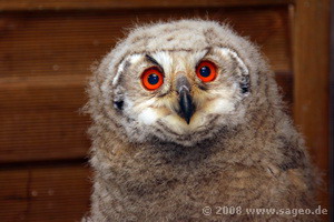 Sibirischer Uhu Ayla als Jungvogel