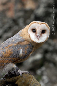 Schleiereule Zischi