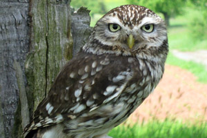 Junger Steinkauz vor der Auswilderung