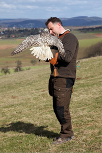 Taubenvergrämung mit Falke