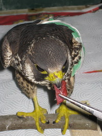 Wanderfalke wird gefüttert