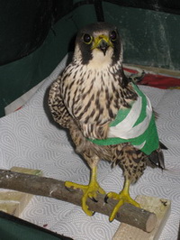 Verletzter Wanderfalke